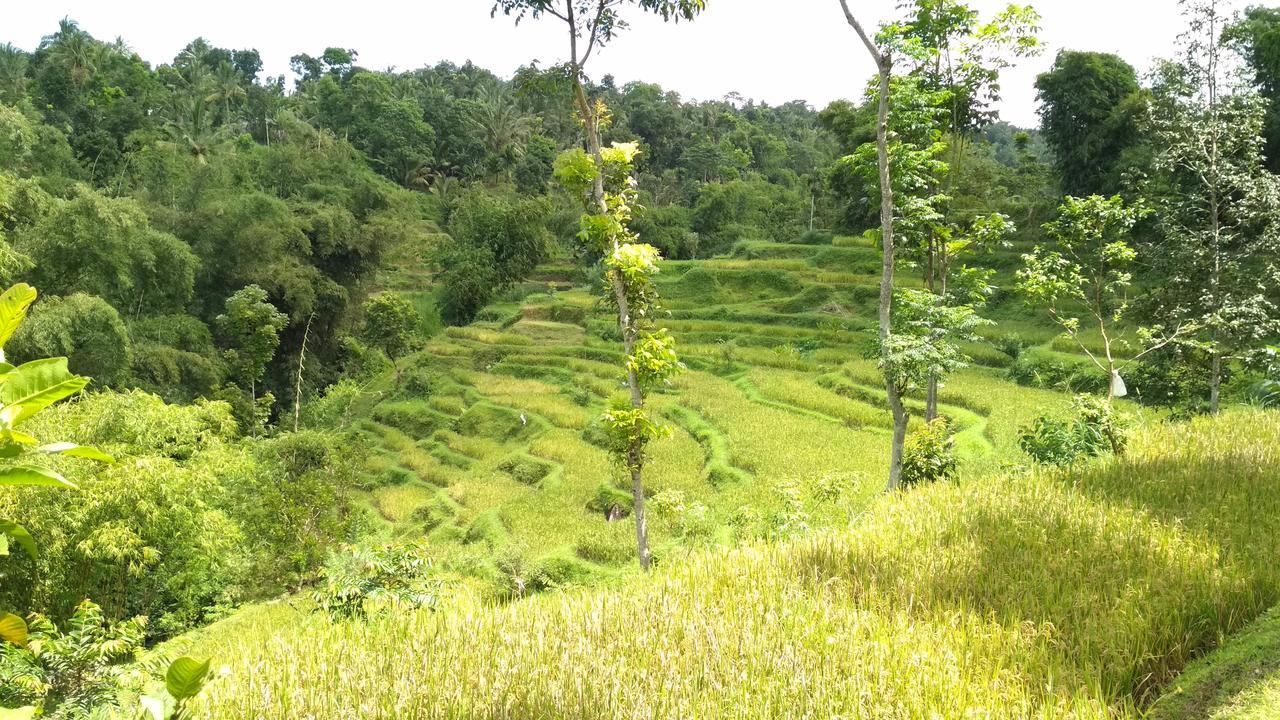 Kembang Kuning * Tetebatu